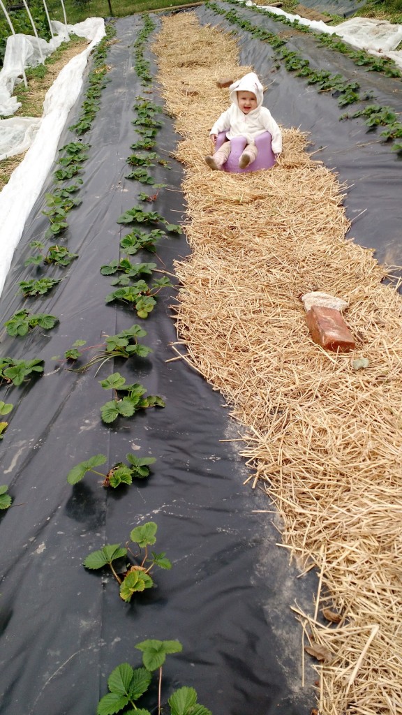 We got strawberries down for next spring.