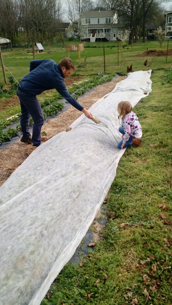 J helping me cover up the strawberries for the night.