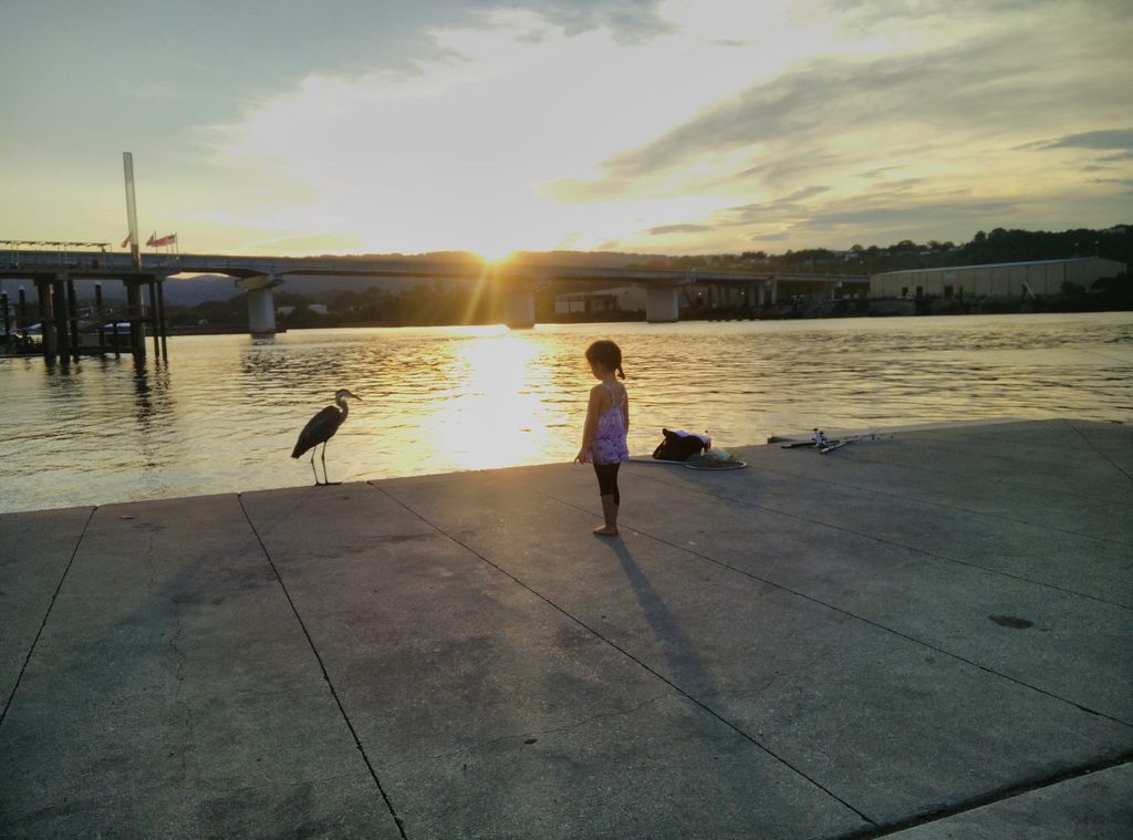 A fisherman was throwing fish to this very tame heron.