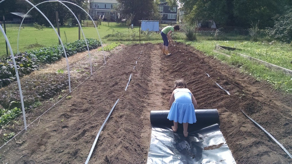 C helping us roll out plastic for the strawberries.